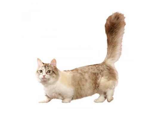 Munchkin sales cat running